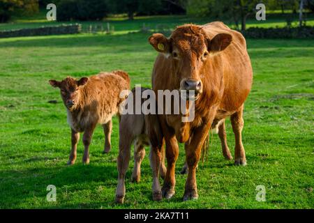 Sunlit brown cow & 2 two small cute twin newborn calves standing in farm field (mum & babies watching, ID ear tag, close-up) - Yorkshire, England, UK. Stock Photo