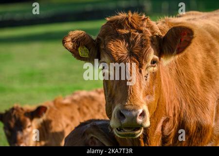 Sunlit brown cow & 2 two small newborn calves standing in farm field (docile calm mother staring ahead, large ears, close-up) - Yorkshire, England UK. Stock Photo