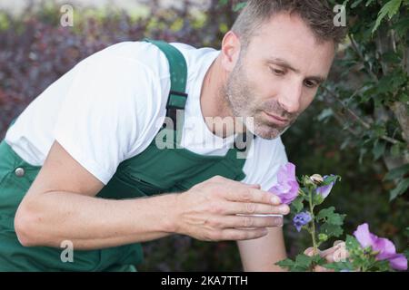 man gardening outside in summer nature cutting roses Stock Photo