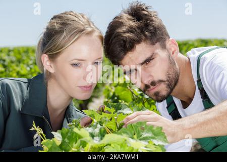group of workers picking grapes in a field of cultivation Stock Photo