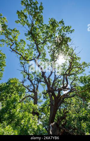 Tree in the Latea Forest in the Danube Delta Stock Photo - Alamy