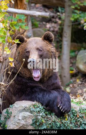 Close-up of a brown bear (Ursus arctos) Stock Photo