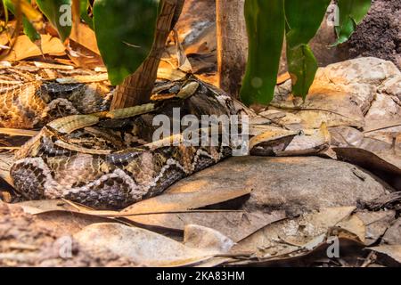 Skin of West African Gaboon Viper Stock Photo - Alamy