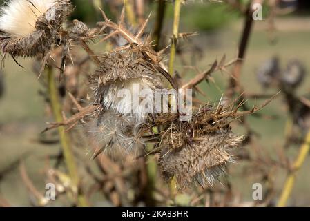 Seed heads of a woolly thistle (Cirsium eriophorum) dying flowers and opening seed head with pappus before distribution, Berkshire, August Stock Photo