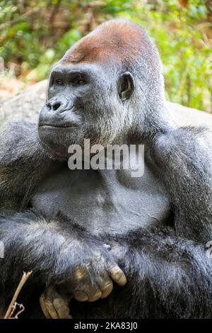 The western lowland gorilla from ZOO ATLANTA. It is one of two subspecies of the western gorilla that lives in montane, primary and secondary forests Stock Photo