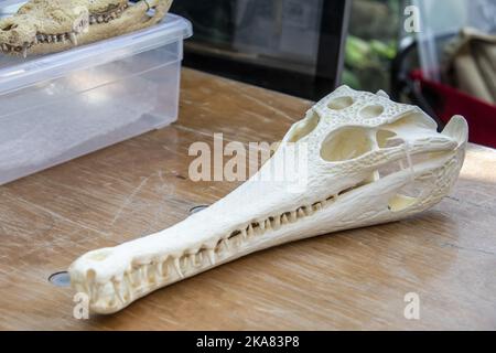 the closeup image of skull of African slender-snouted crocodile  (Mecistops cataphractus) is a critically endangered species of African crocodile. Stock Photo