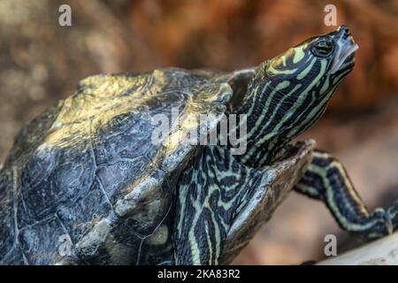 The yellow-blotched map turtle (Graptemys flavimaculata)  is a species of turtle in the family Emydidae, part of the narrow-headed group of map turtle Stock Photo