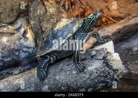 The yellow-blotched map turtle (Graptemys flavimaculata)  is a species of turtle in the family Emydidae, part of the narrow-headed group of map turtle Stock Photo