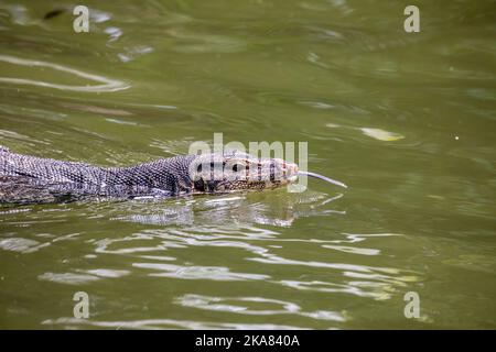 an wild Asian water monitor(Varanus salvator) is swimming with tongue out in the pond of Singapore Zoo. It is a large varanid lizard Stock Photo