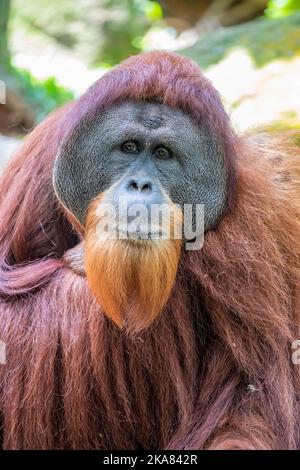 the closeup image of an adult male Sumatran orangutan "Satria"(Pongo abelii).  Found only in the north of the Indonesian island of Sumatra. Stock Photo