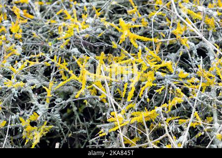 Yellow crustose lichen on spiky twigs branches of Pembrokeshire coast hedgerow in October 2022 in Wales UK   KATHY DEWITT Stock Photo
