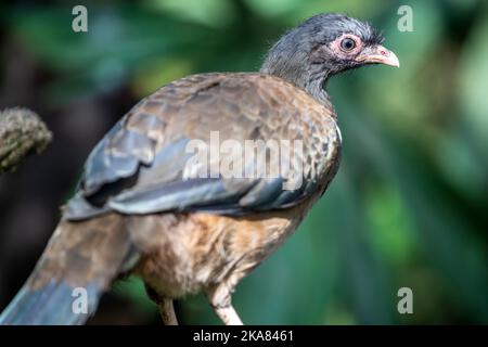 The Chaco chachalaca (Ortalis canicollis) is a species of bird in the family Cracidae.  Its natural habitats are subtropical or tropical dry forest Stock Photo