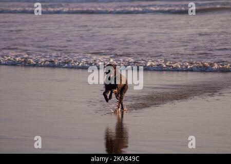 An adorable wet Labradoodle running and playing on the beach Stock Photo