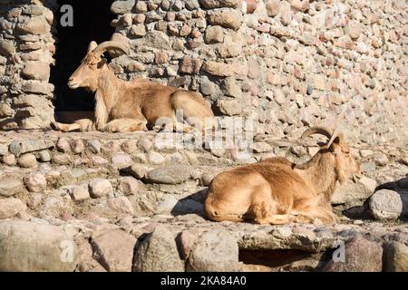 Two Barbary sheep or Ammotragus lervia aoudad species of caprine endemic to rocky mountains in North Africa. Over background with wall made of stones. Stock Photo