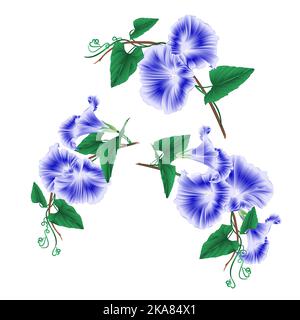 Morning glory  blue spring flowers set vintage vector illustration editable hand draw Stock Vector