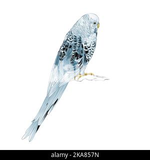 Budgerigar, blue pet parakeet or budgie or shell parakeet home pet ...
