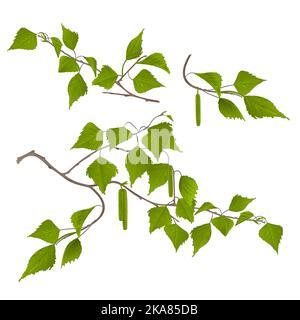 Twigs Birch with catkins set first on a white background vintage vector botanical illustration editable hand draw Stock Vector