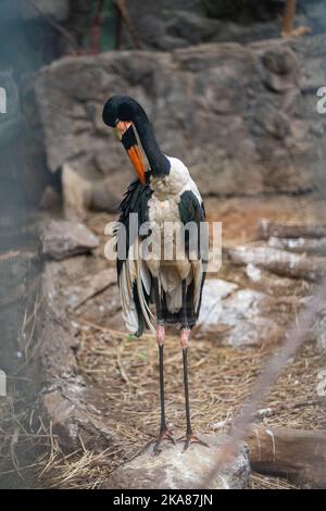 A bird in it's enclosure at The Franklin Park Zoo in Boston Massachusetts Stock Photo