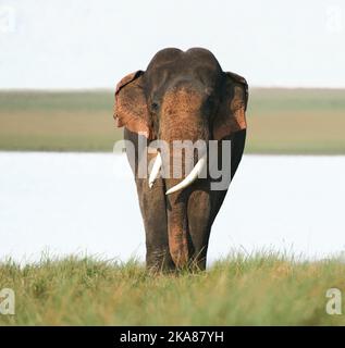 Old, Giant Tusker. Jim Corbett National Park, India. Stock Photo