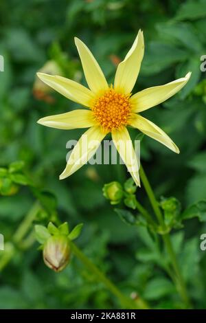 Dahlia Honka, cartwheel dahlia, star dahlia, Dahlia 'Honka Yellow', orchid dahlia, Starry yellow flowers with rolled petals Stock Photo