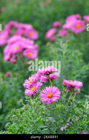 Aster novae-angliae Barr's Pink, New England aster Barr's Pink. Herbaceous perennial, semi-double pink flowerheads, with central golden-yellow discs Stock Photo