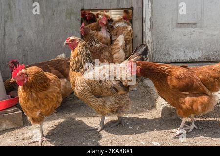 Free-range chickens in large chicken coop facility on organic farm