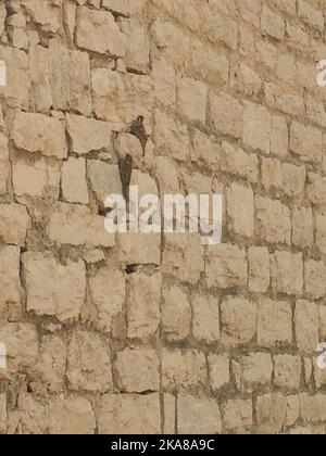 A vertical shot of a brick wall with a rectangular texture Stock Photo