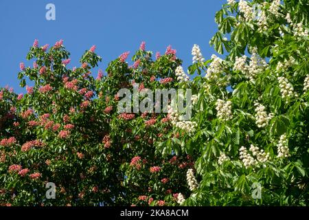 Horse Chestnut Trees, Horse chestnut Aesculus hippocastanum, Aesculus x carnea Briotii Red Horse Chestnut blooming spring Stock Photo