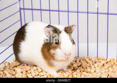 Charming little guinea pig sitting in a cage on a wood filler Stock Photo