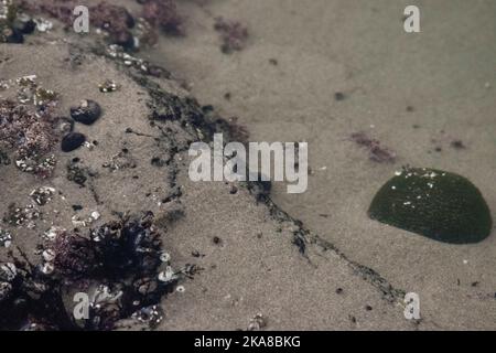 Tidal pools along the Oregon Coastline in the morning, with crystal clear water and small sea animals and plants. Stock Photo