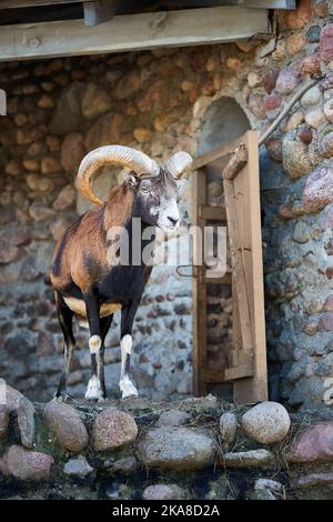 Mouflon Ovis gmelini is a wild sheep ancestor of all modern domestic sheep breeds, over background with wall made of stones and wooden door. Stock Photo