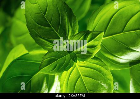 Light shines through basil leaves. Also known as sweet, great or Genovese basil, Ocimum basilicum, a culinary herb in the mint family Lamiaceae. Stock Photo