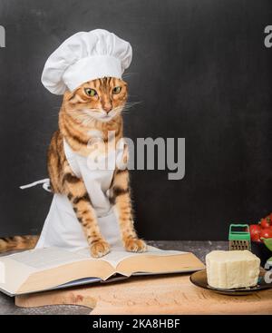 A young domestic cat in an apron reads a recipe book on a dark background. Stock Photo