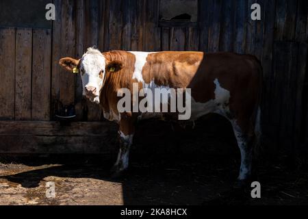 A spotted white - brown cow near the cowshed fence in the sun Stock Photo