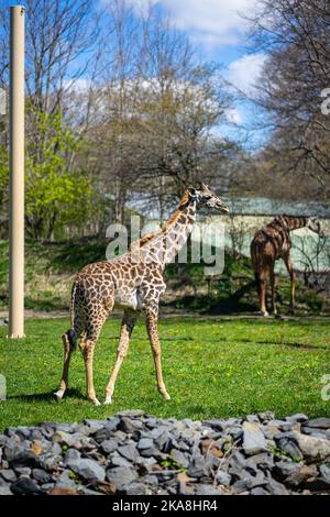 Masai Giraffes enjoying breakfast in their enclosure at The Franklin Park Zoo Stock Photo