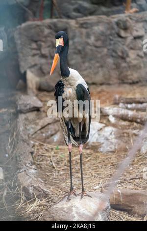 A bird in it's enclosure at The Franklin Park Zoo in Boston Massachusetts Stock Photo