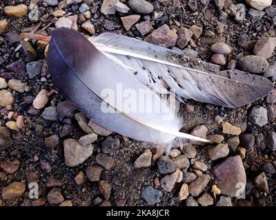 Closeup detail of feathers on gravel texture Stock Photo