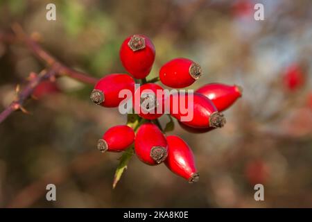 Ripe red rose hips, rosehips, haw or hep fruit of a dog rose (Rosa canina) on a briar in early autumn, Berkshire, October Stock Photo