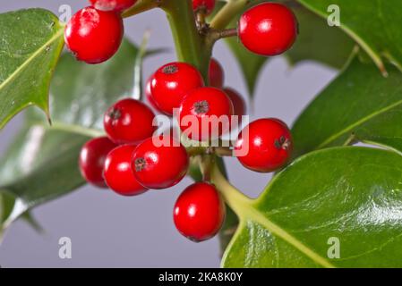 Ripe red holly (Ilex aquifolium) berries among upper most non-spiky leaves on the tree in early autumn, Berkshire, October Stock Photo