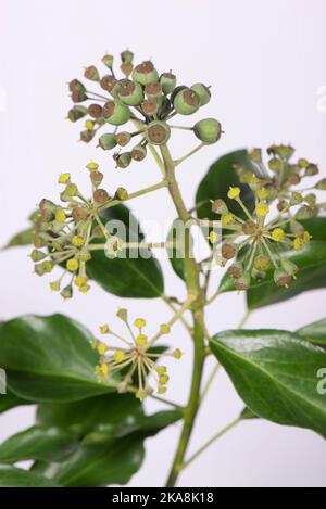 Young fruit and leaves of young ivy (Hedera helix) old flowers and early fruit in autumn growing to provide food for animals late in the year. Stock Photo