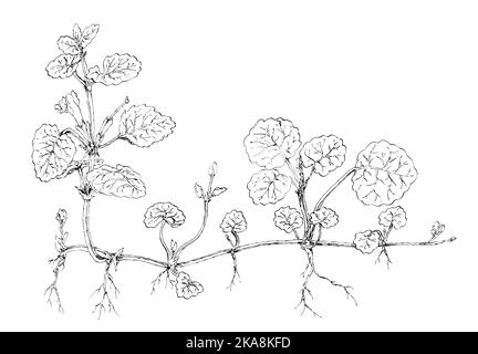 Ground-ivy plant (Glechoma hederacea) botanical drawing. Ink on paper. Stock Photo