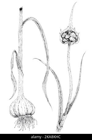 Garlic plant (Allium sativum) botanical drawing. Ink on paper. Stock Photo