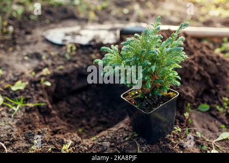 Planting Boulevard Cypress into soil. Spherical evergreen conifer in container ready for transplanting in fall garden Stock Photo