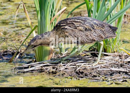 A rarely seen Bittern , seen here eating a small fish. A secretive, shy bird which is more often seen lurking in the edge of reedbeds. Stock Photo