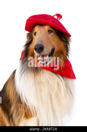 Portrait of rough collie with beret and red scarf on white background. San Fermin celebration Stock Photo