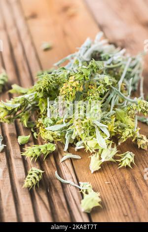 Bunch of dried green ironwort (Sideritis) twigs, also known as Mountain tea - traditional herbal tea in Greece Stock Photo