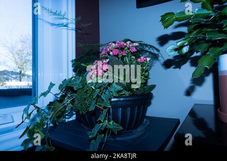 Flowers and plants cast shadows near a window Stock Photo