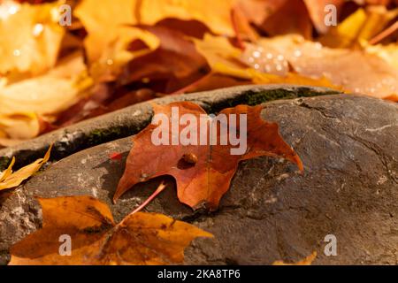 A ladybug sits on a leaf on a rock in fall Stock Photo