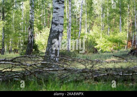 Birch wood with white and black birch trunks, light green leaves, and dry branches in the foreground Stock Photo