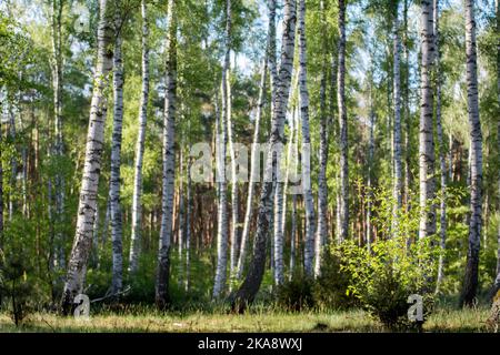 Birch wood in spring with white and black birch trunks and light green leaves Stock Photo